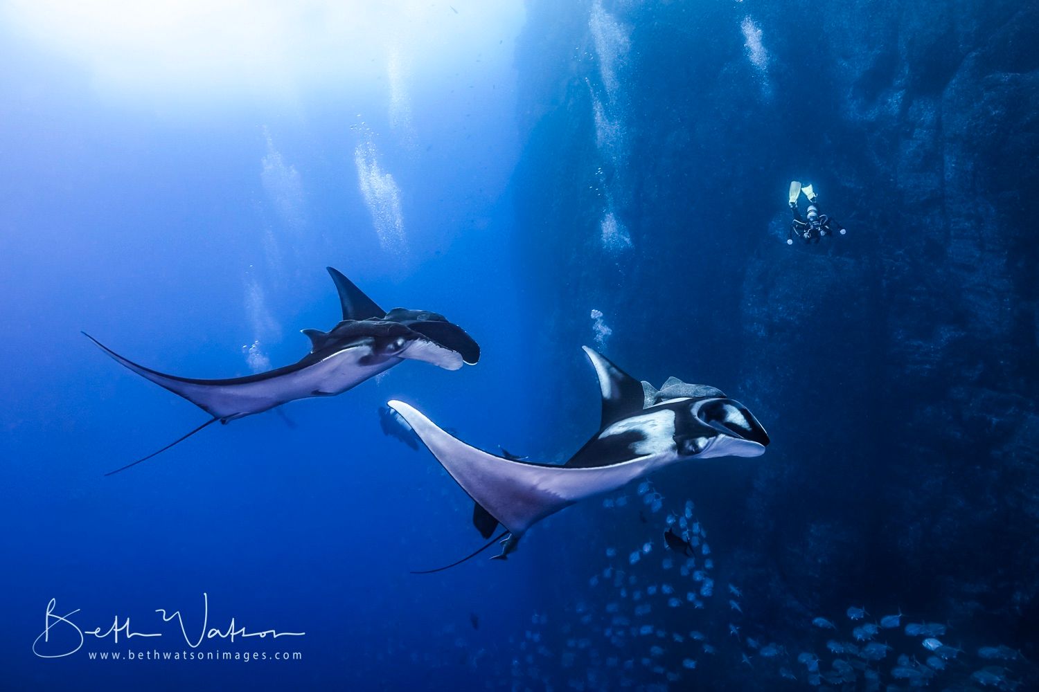 Socorro Liveaboard - Quino Del Mar 5