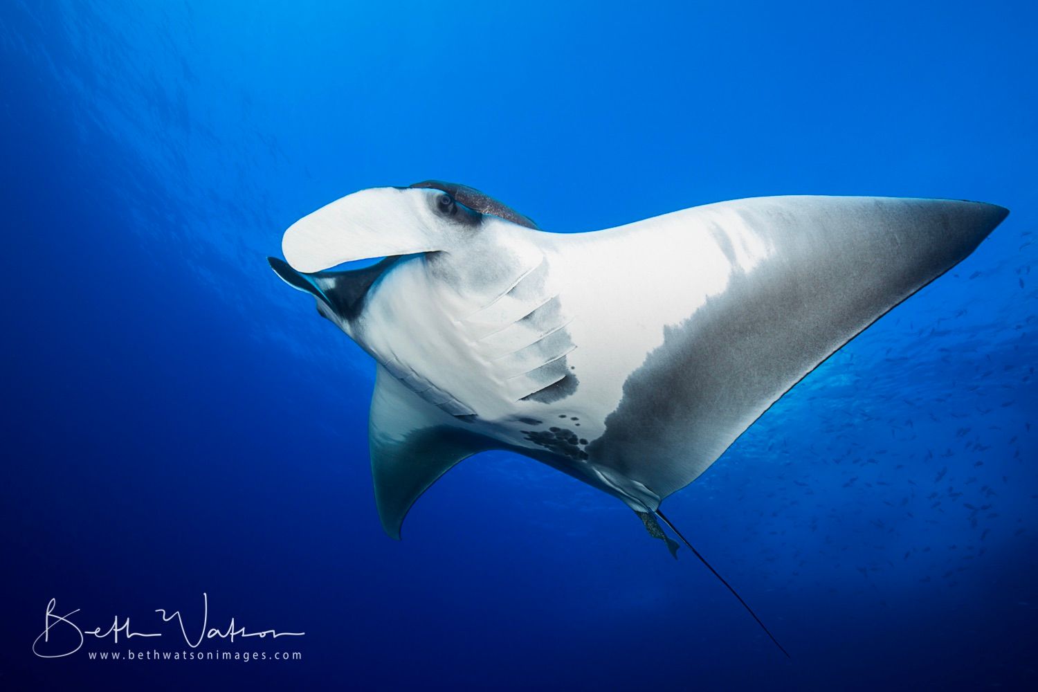 Socorro Liveaboard - Quino Del Mar 4