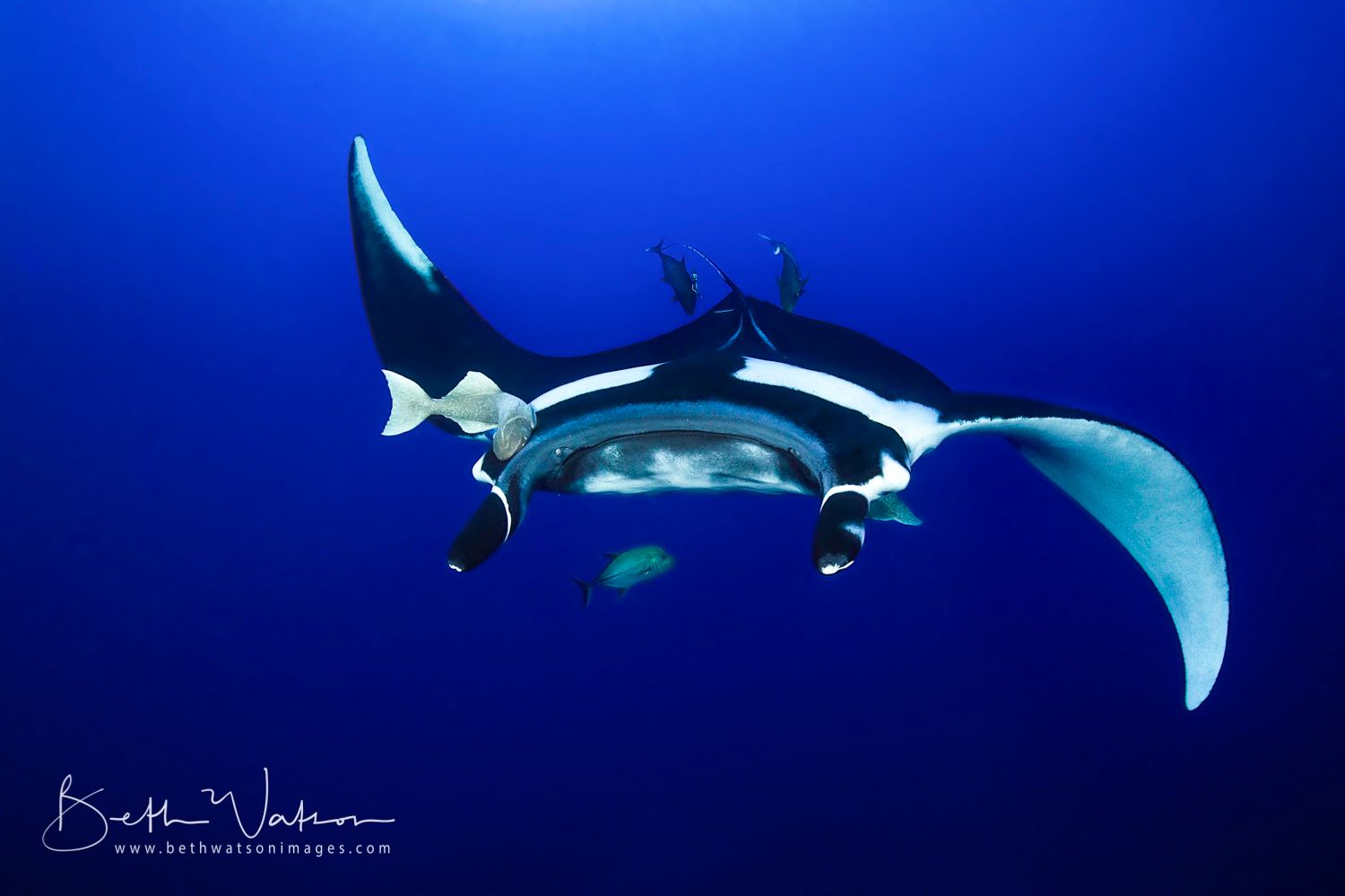 Socorro Liveaboard - Quino Del Mar 10