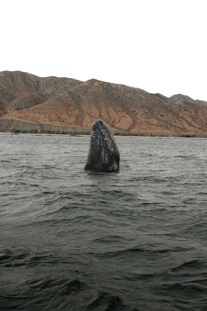 Gray Whales: Magdalena Bay Expedition 5
