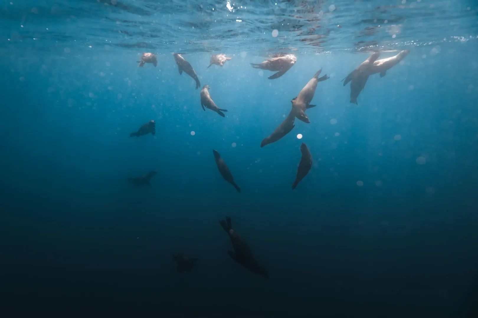 Gray Whales: Magdalena Bay Expedition 4