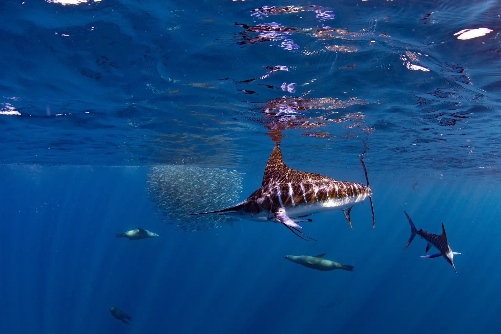 Marlins and Cetaceans in Magdalena Bay 9