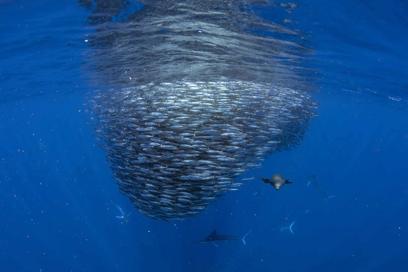 Marlins and Cetaceans in Magdalena Bay 11
