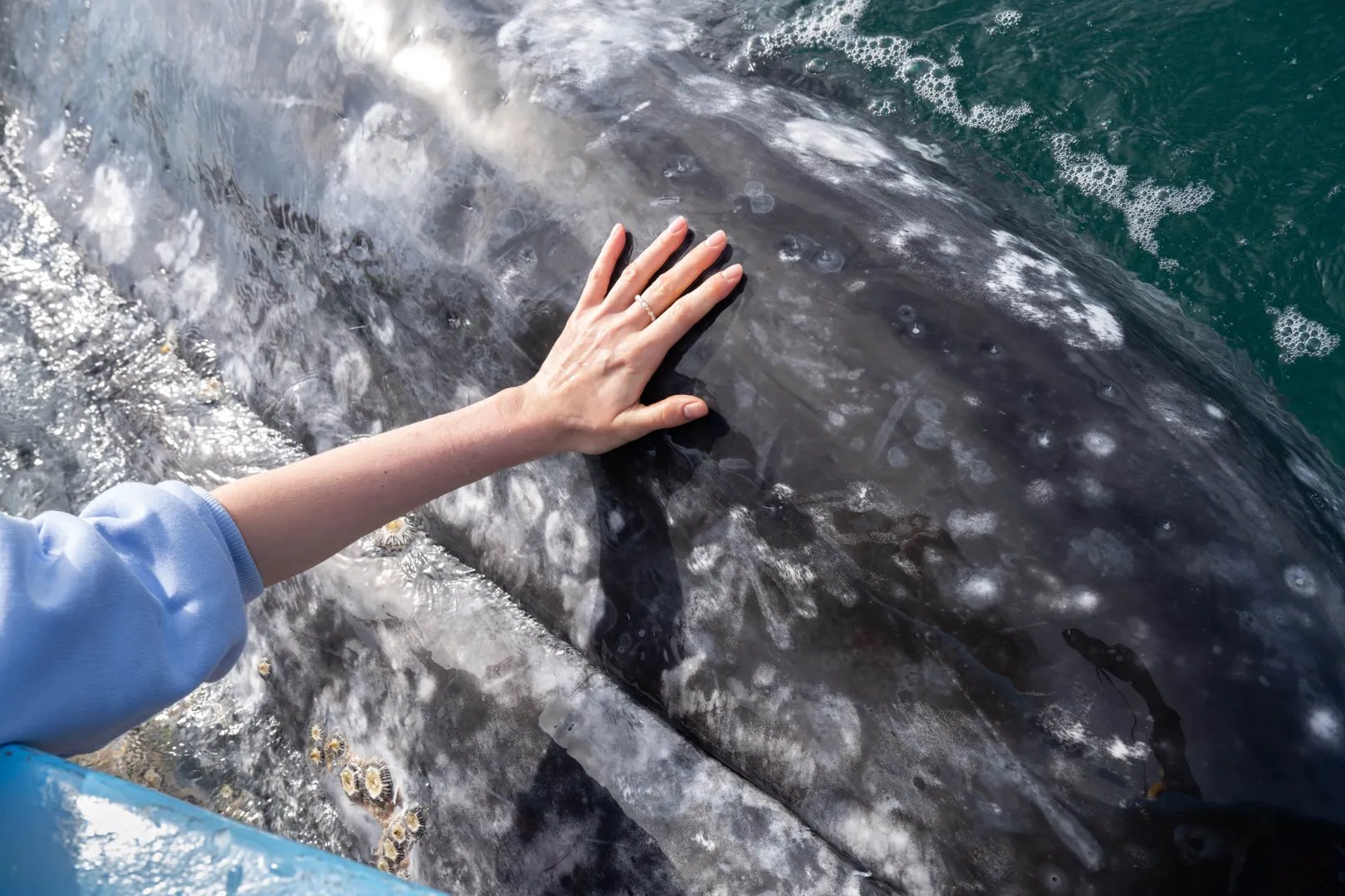 Gray Whales: Magdalena Bay Expedition 1