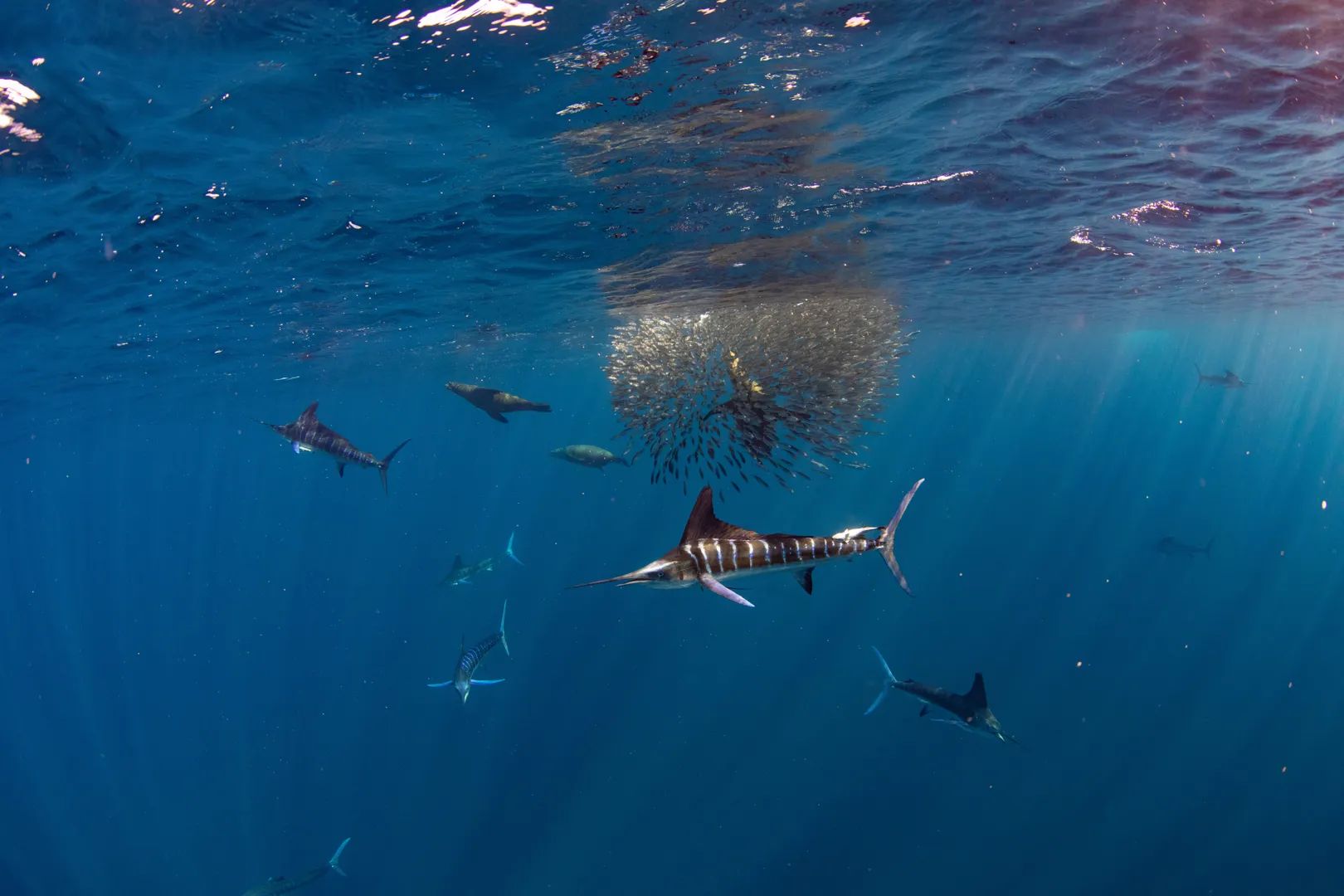 Marlins and Cetaceans in Magdalena Bay 2
