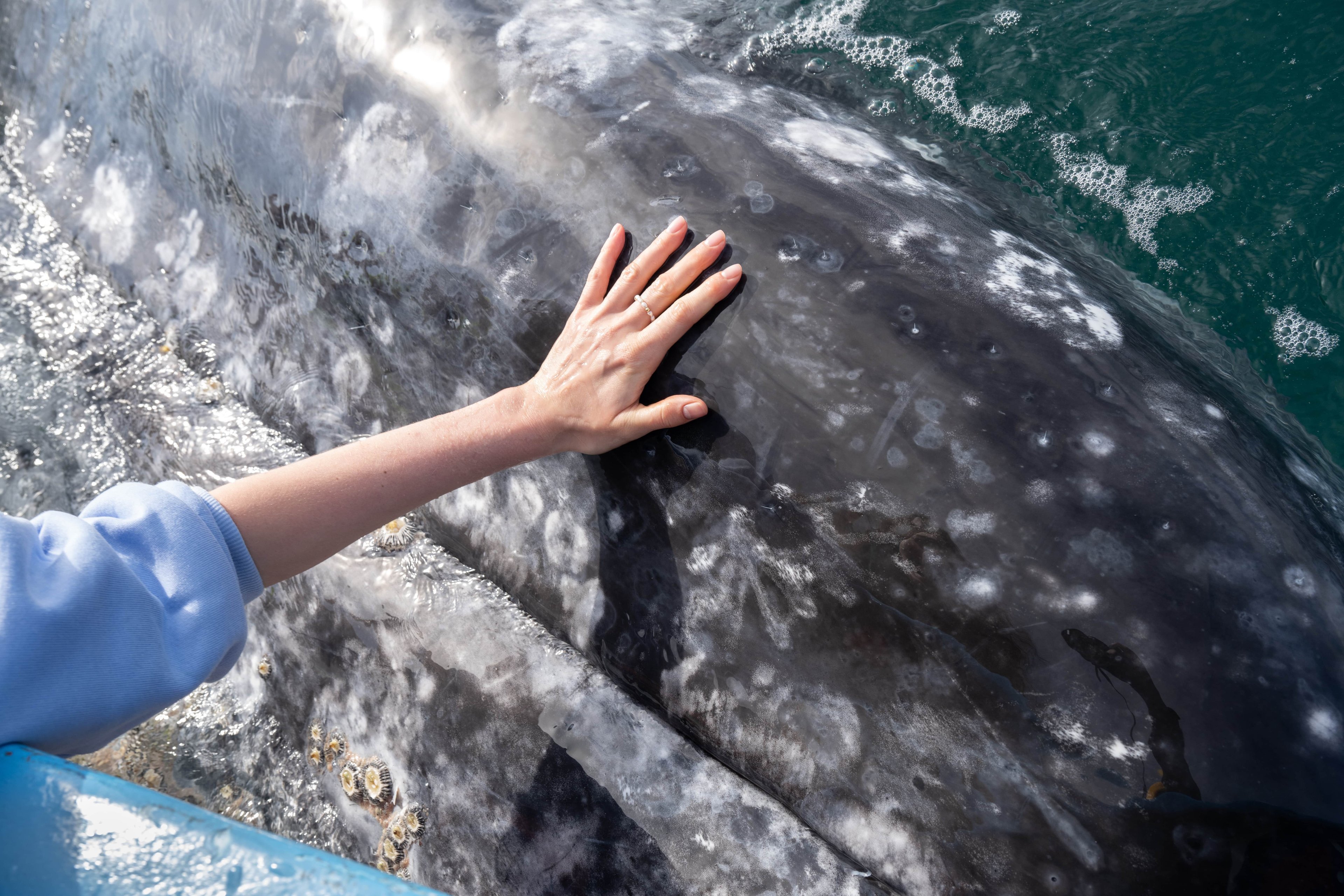 Gray Whales: Magdalena Bay Expedition