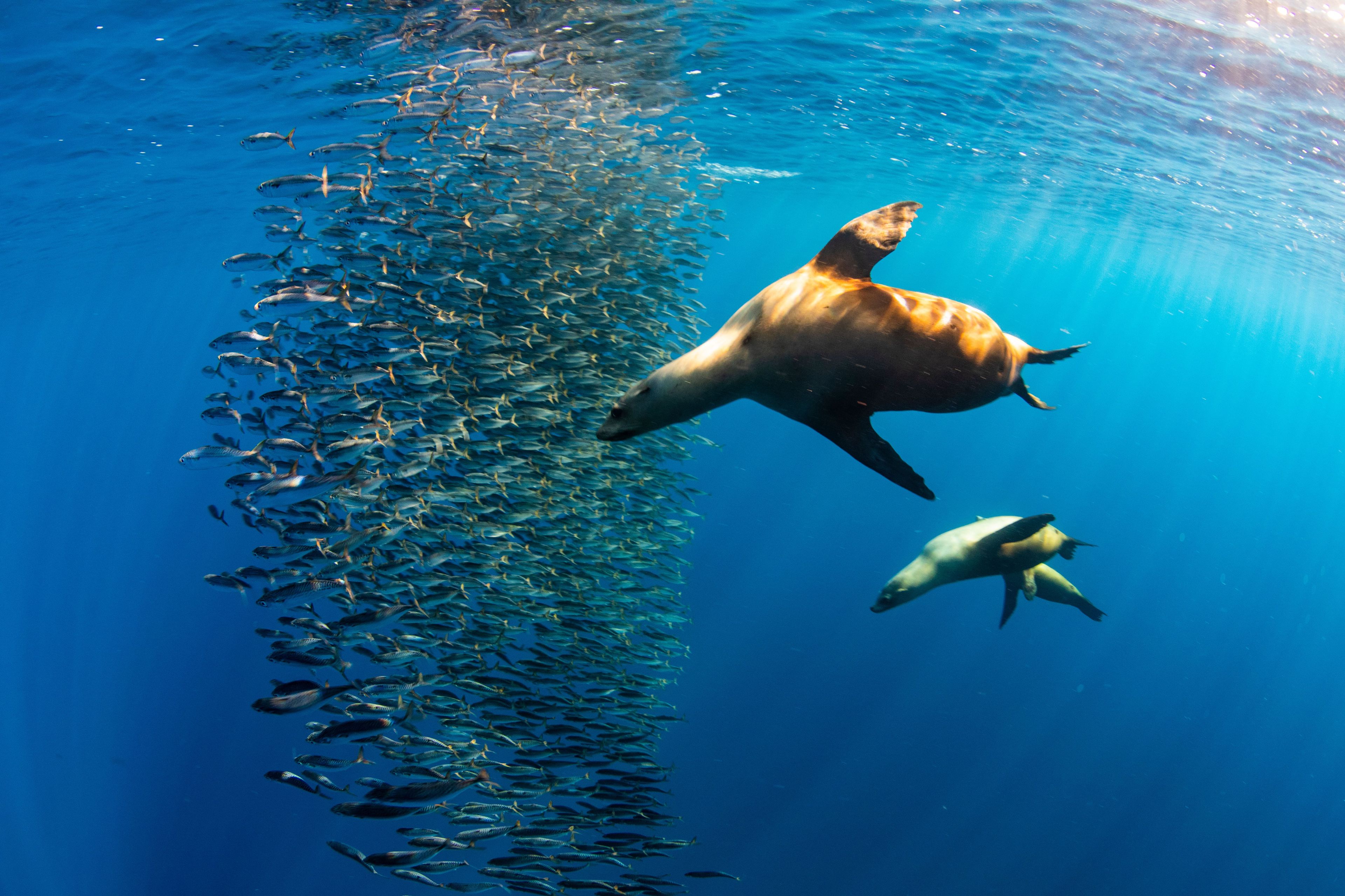 Marlins and Cetaceans in Magdalena Bay
