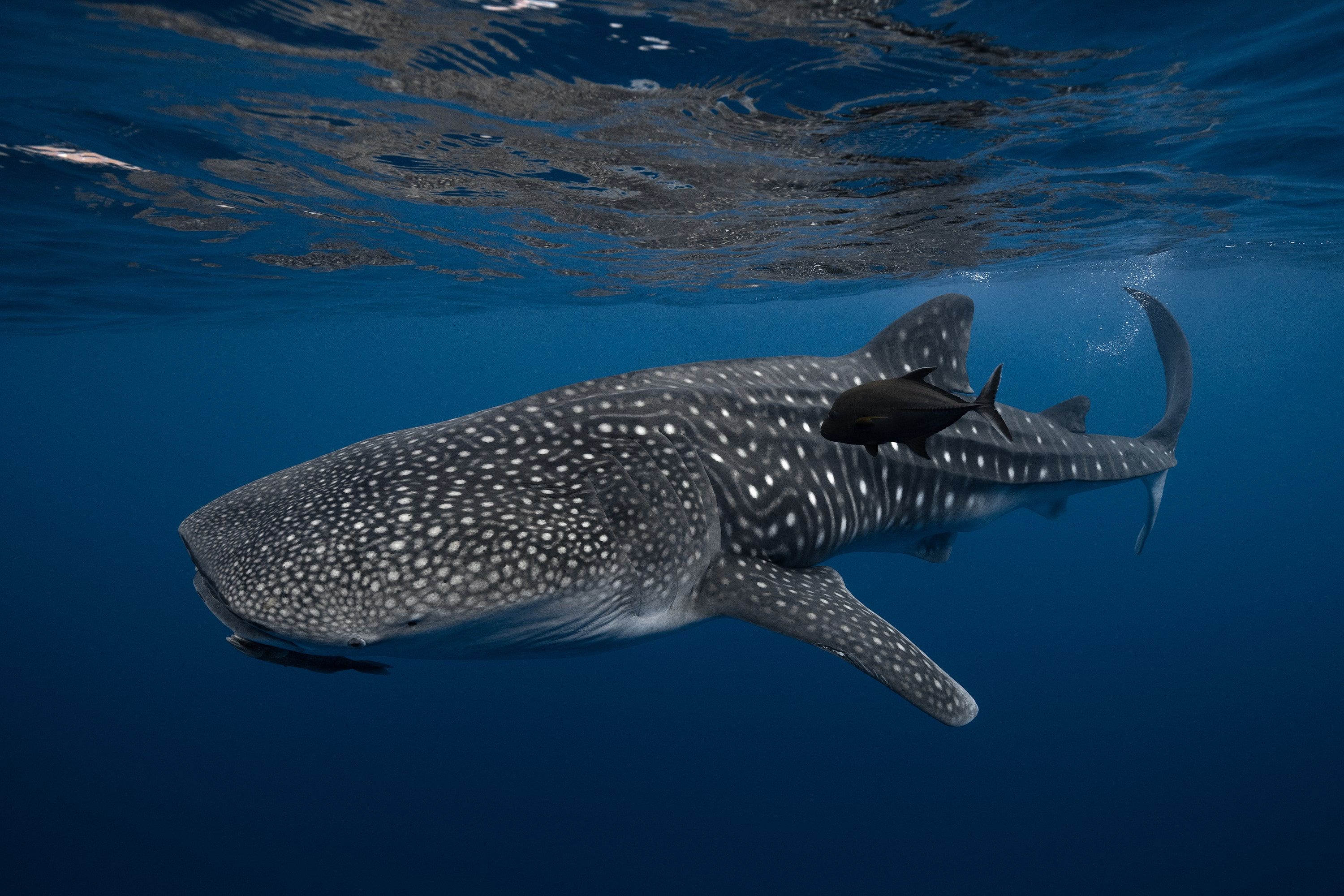 Socorro Liveaboard - Nautilus Belle Amie 12
