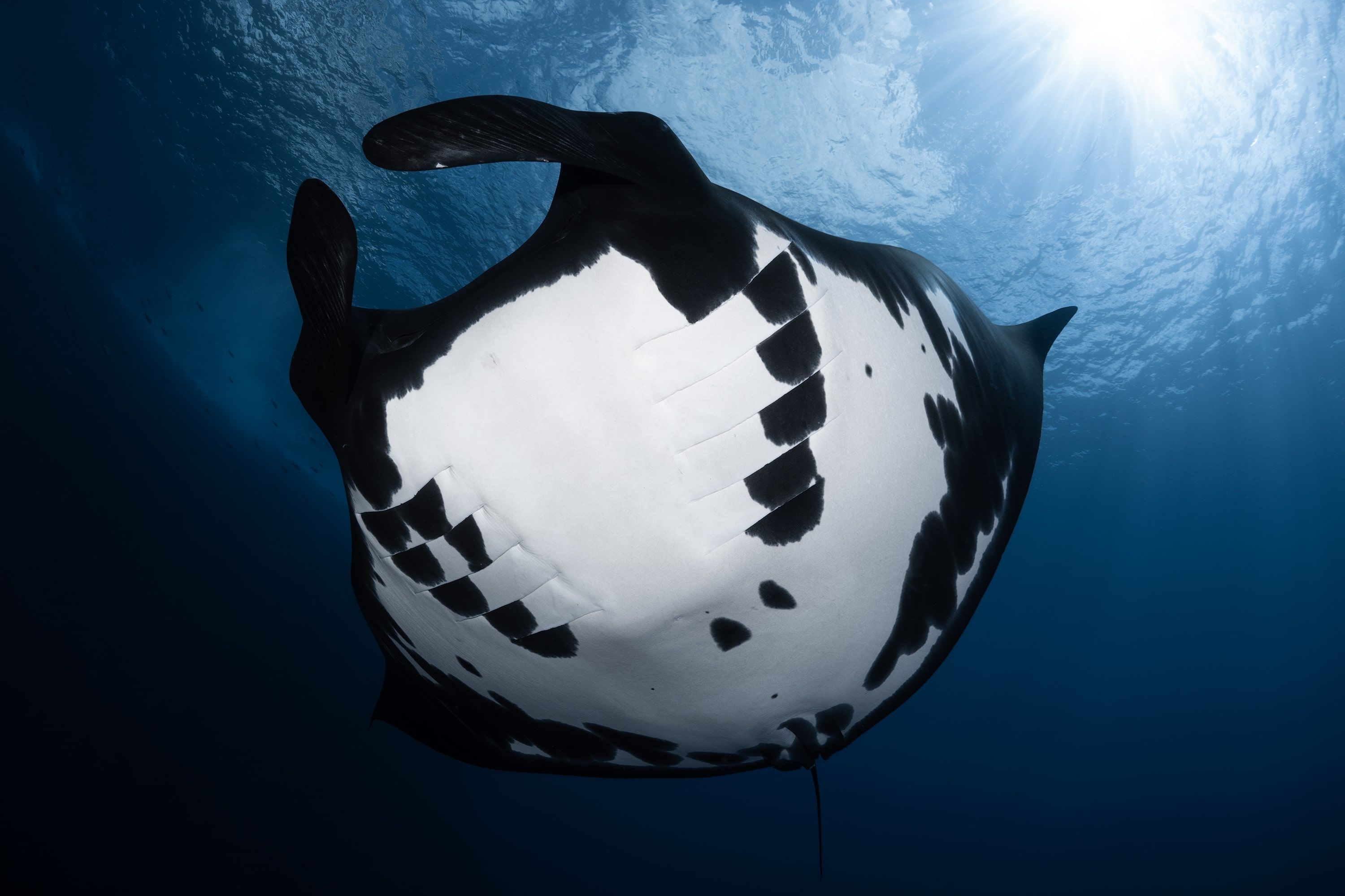 Socorro Liveaboard - Nautilus Belle Amie 6