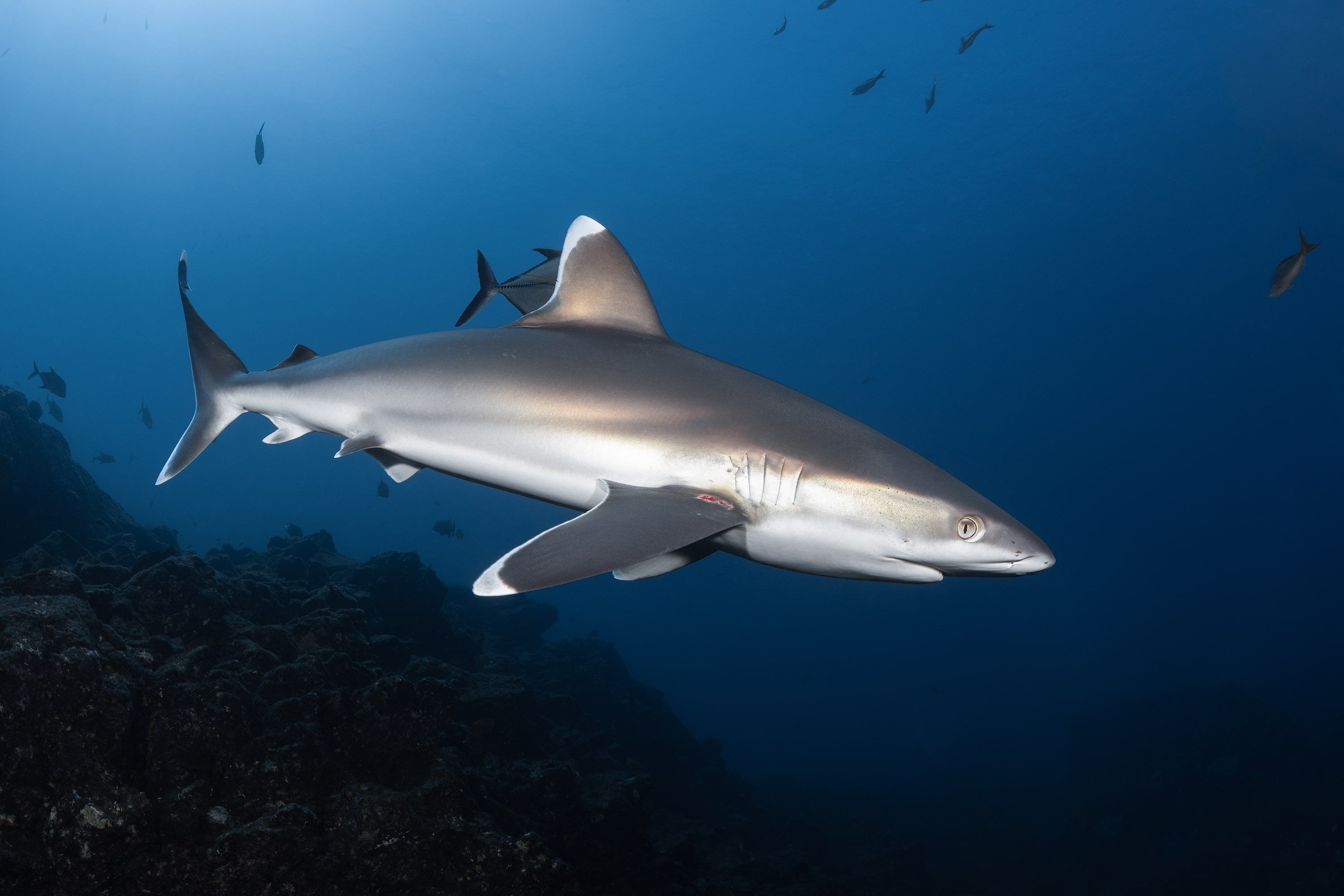Socorro Liveaboard - Nautilus Under Sea 4
