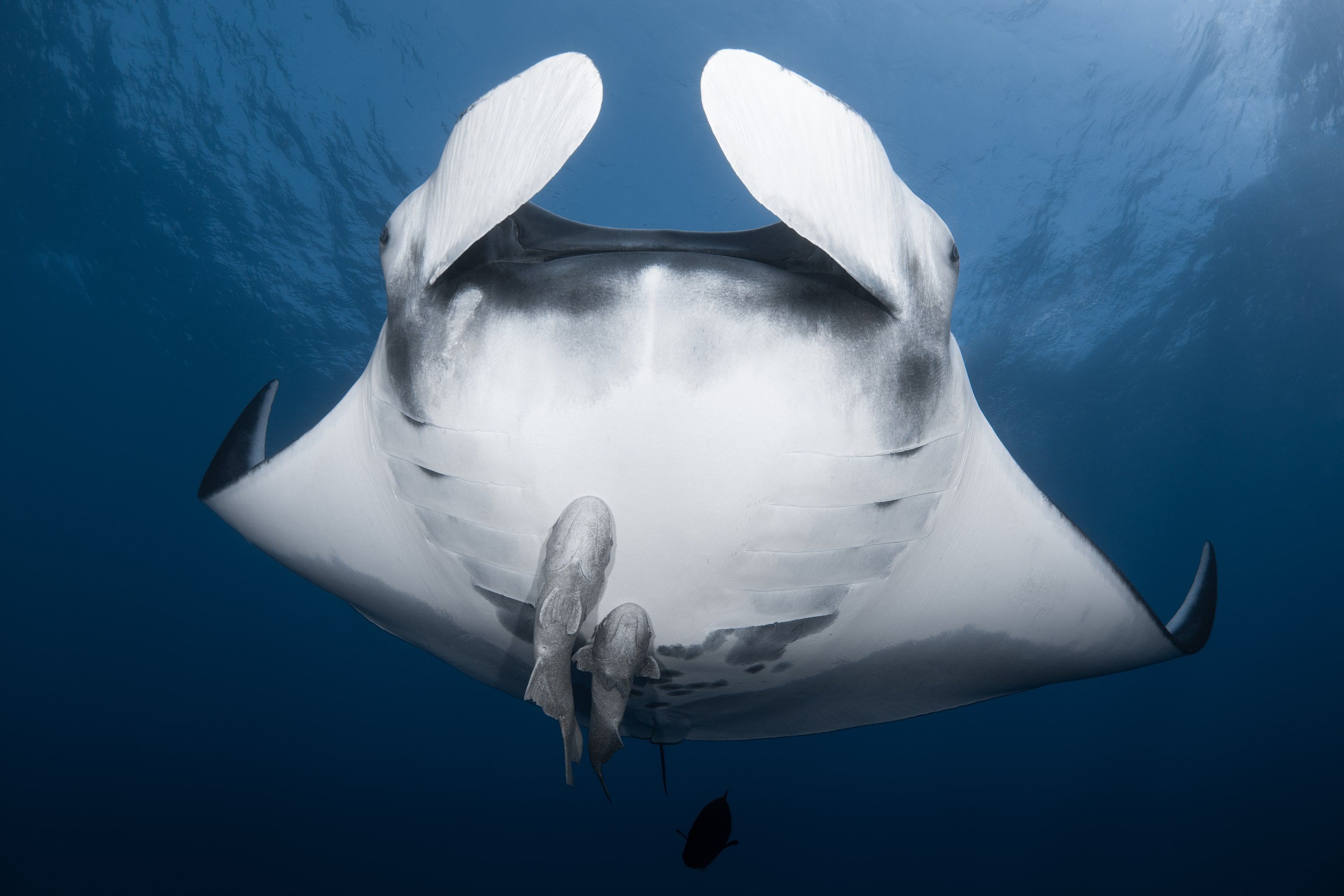 Socorro Liveaboard - Nautilus Belle Amie 4