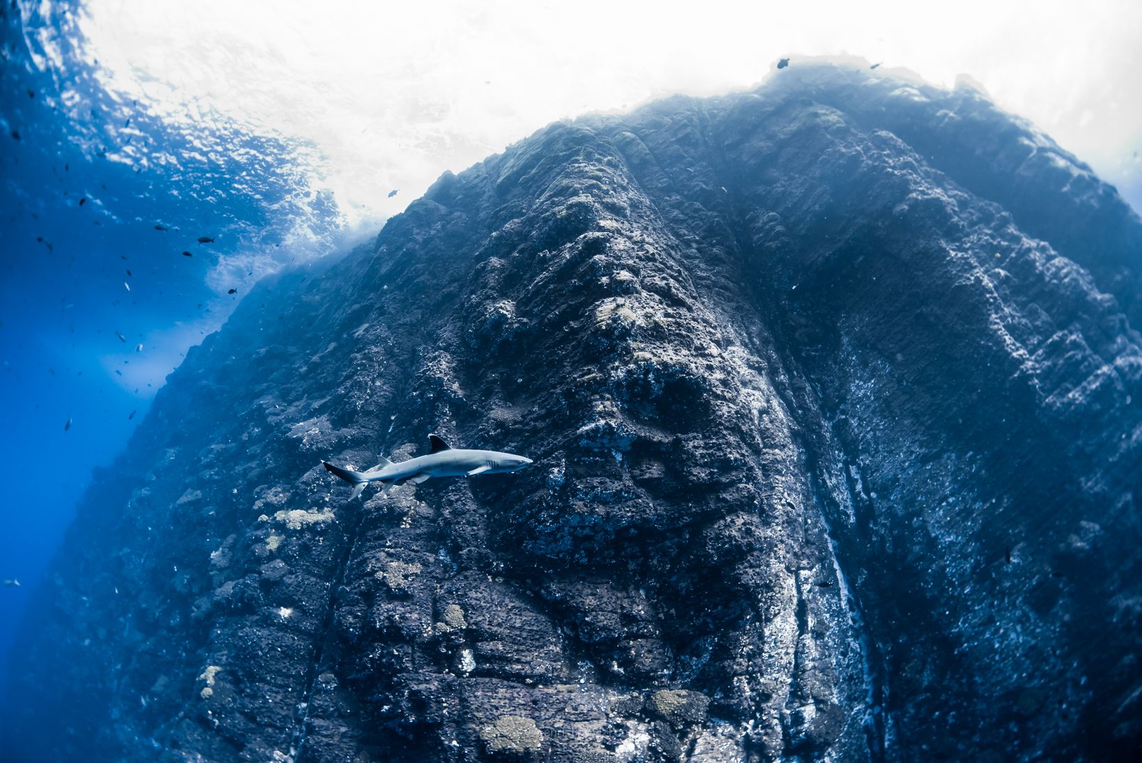 Socorro Liveaboard - Quino Del Mar 6