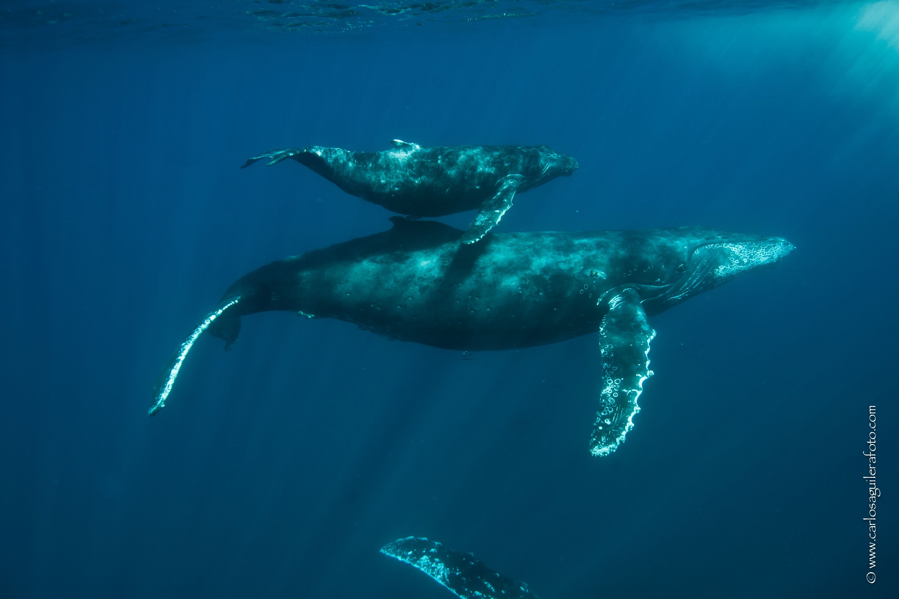 Socorro Liveaboard - Quino Del Mar 9