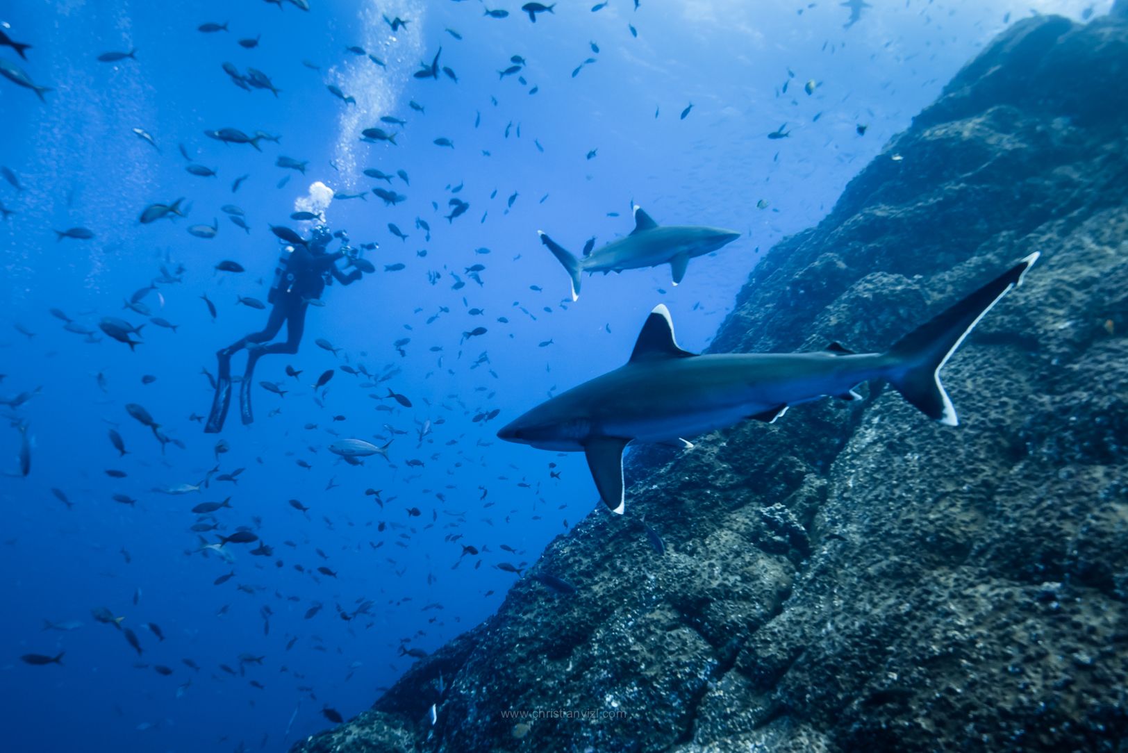 Socorro Liveaboard - Quino Del Mar 14