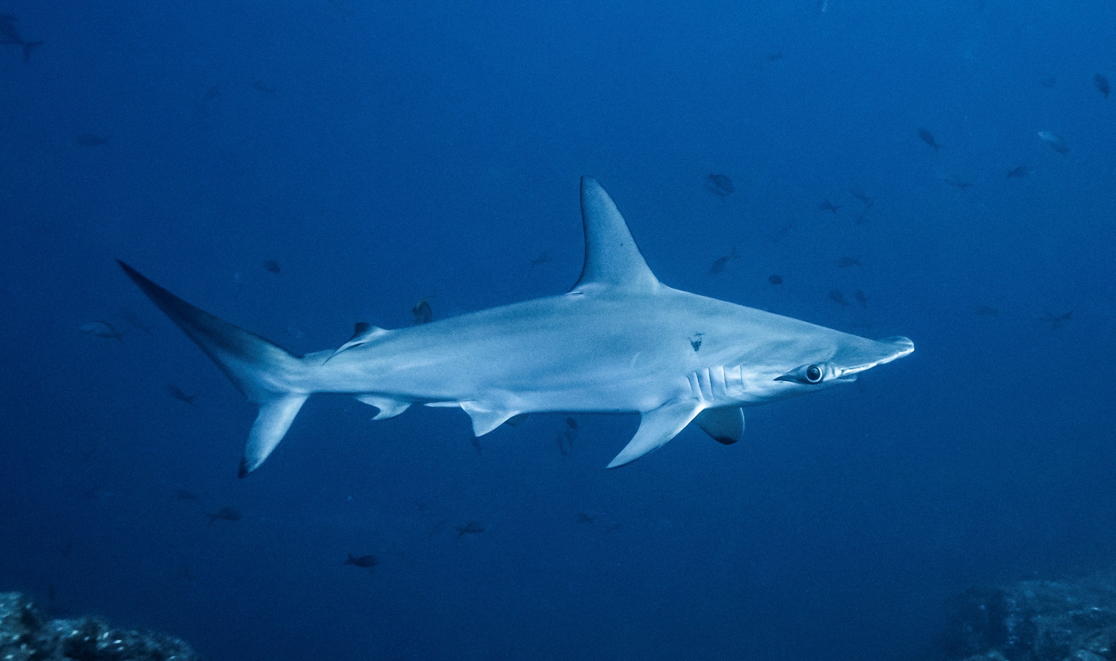 Socorro Liveaboard - Quino Del Mar 2