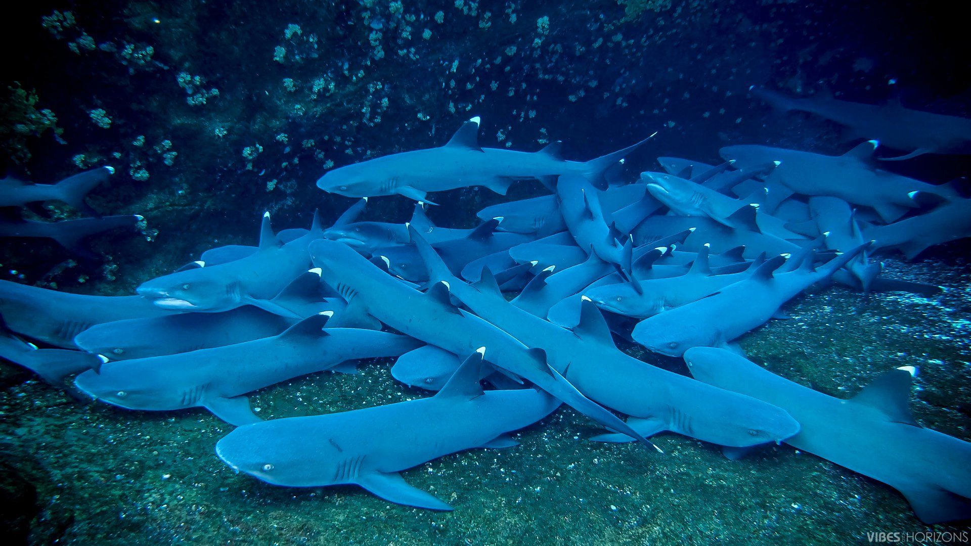 Socorro Liveaboard - Quino Del Mar 11