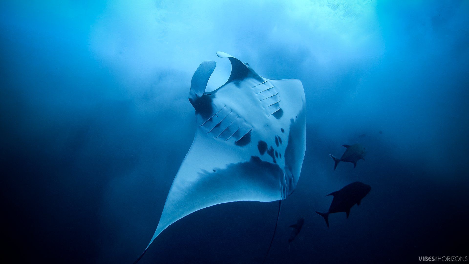 Socorro Liveaboard - Quino Del Mar 13