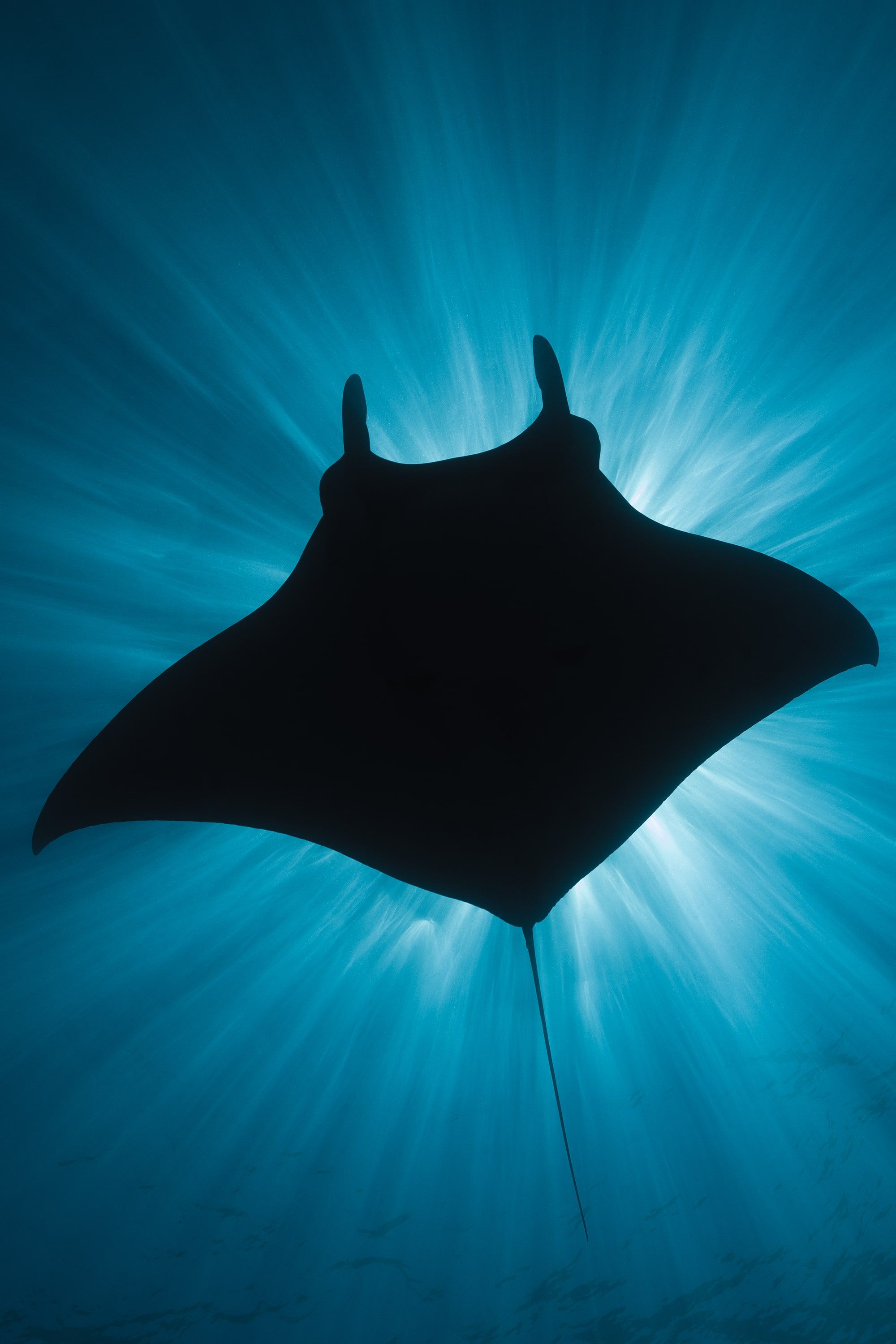 Socorro Liveaboard - Nautilus Under Sea 2