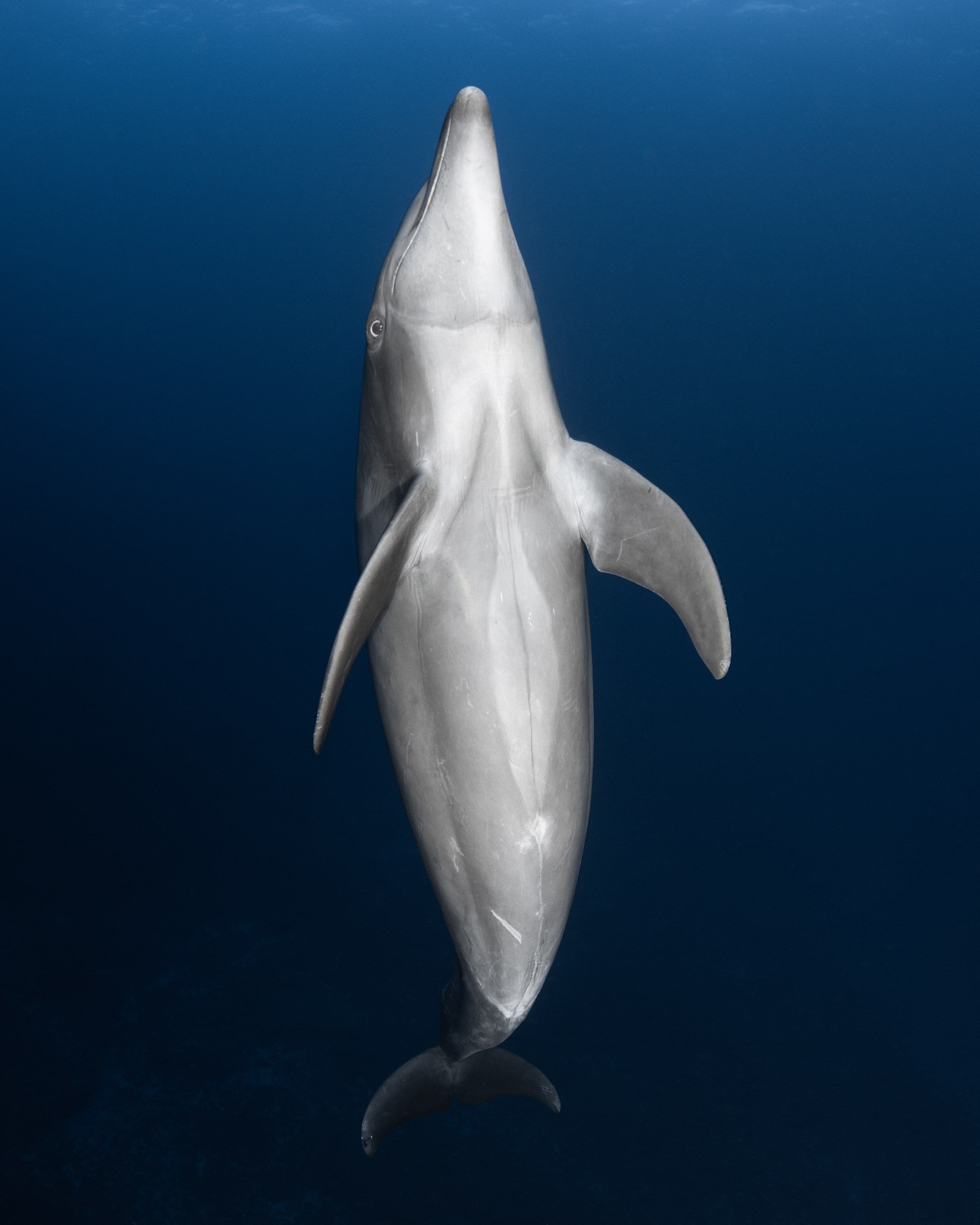 Socorro Liveaboard - Nautilus Belle Amie 10
