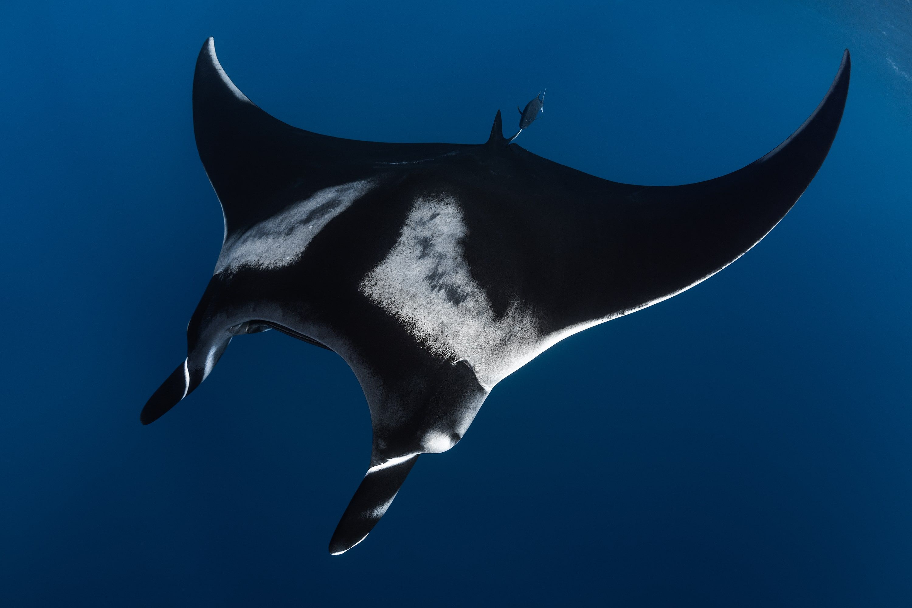 Socorro Liveaboard - Nautilus Explorer 5