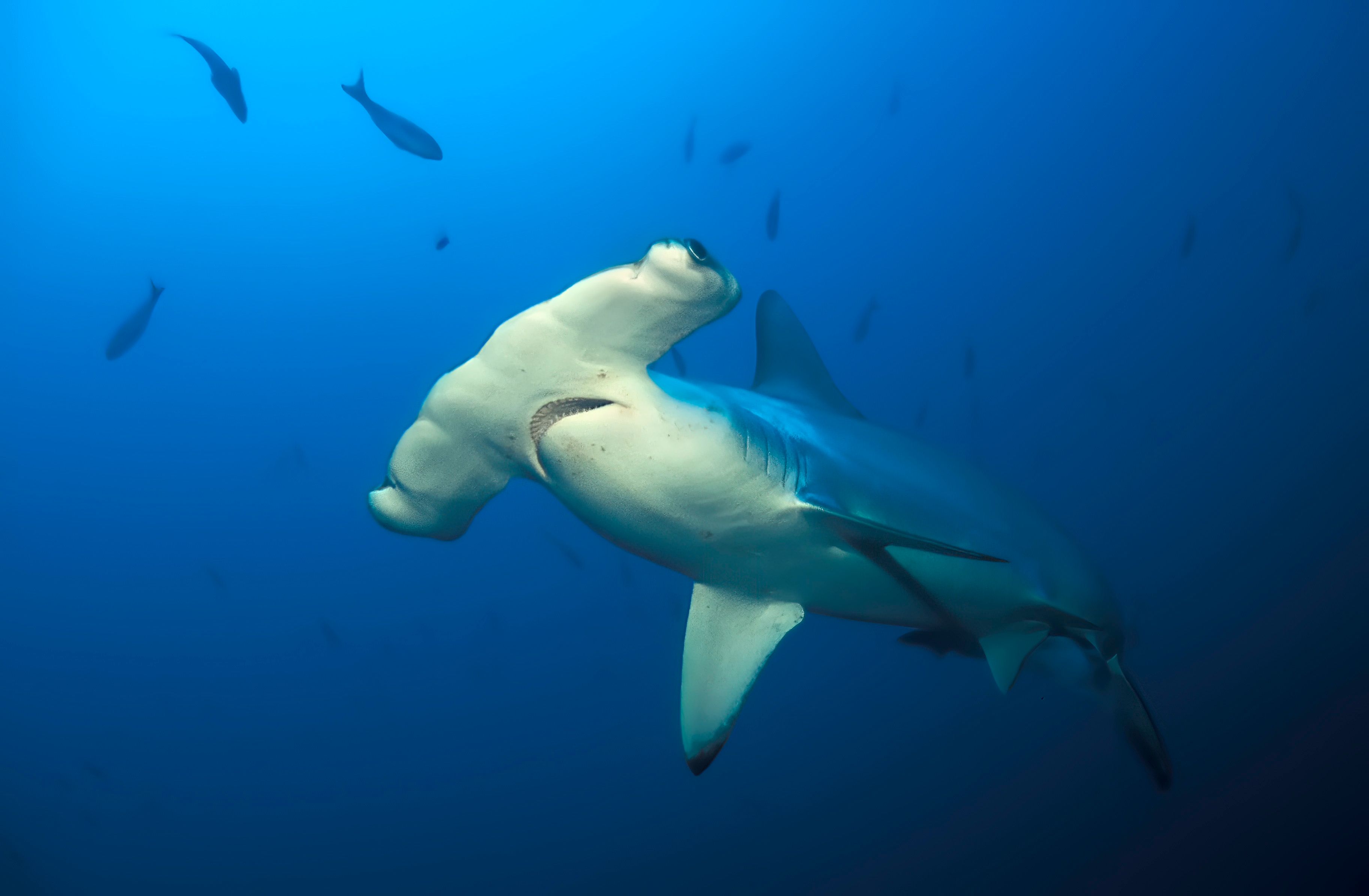 Socorro Liveaboard - Nautilus Belle Amie 9