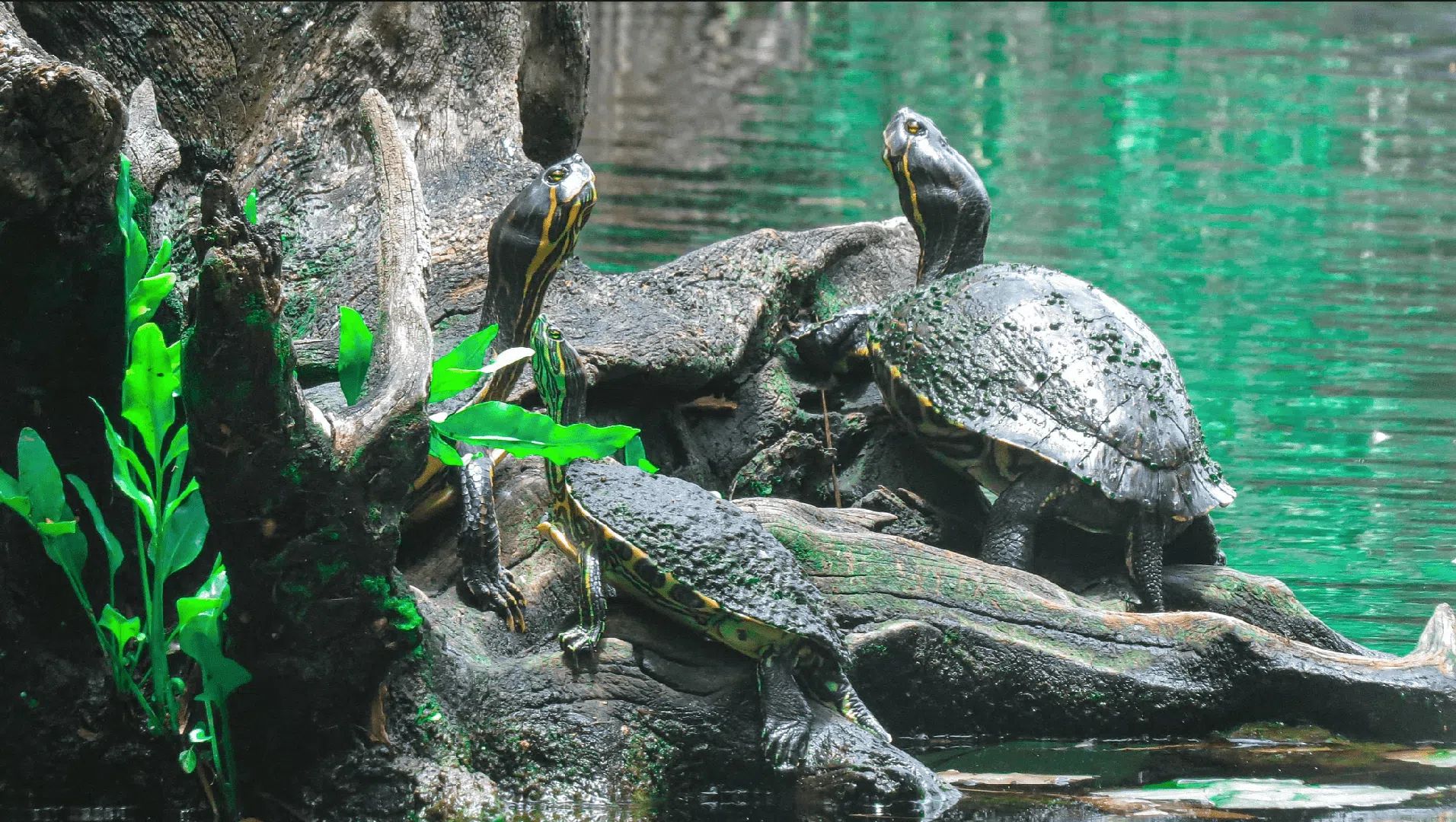 Aventura en los Cenotes 2