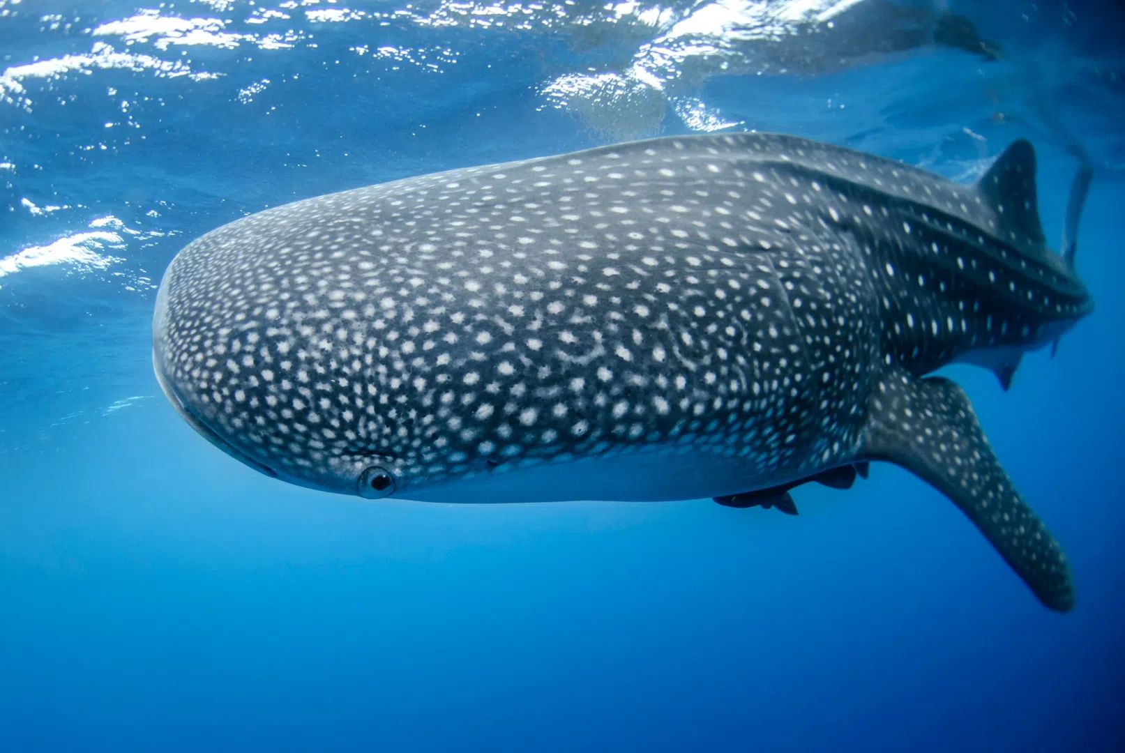 Nada Con Tiburones Ballena Desde Tulum 5