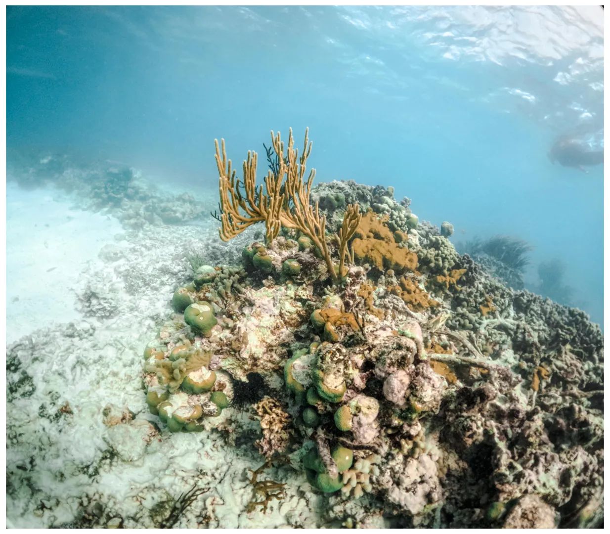 Paraiso Maya:Tulum, Snorkel y Cenotes 5