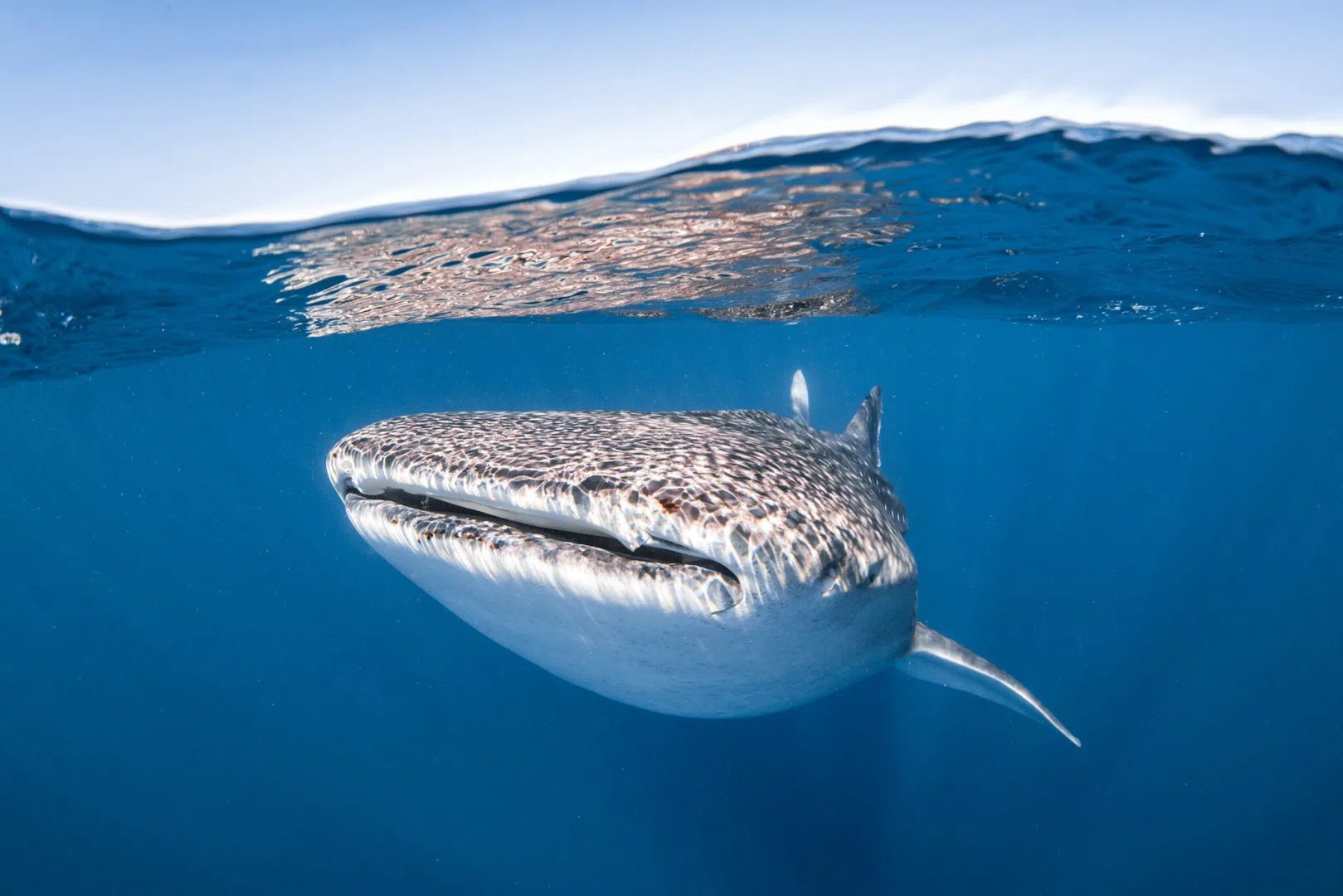 Nada Con Tiburones Ballena Desde Tulum 1
