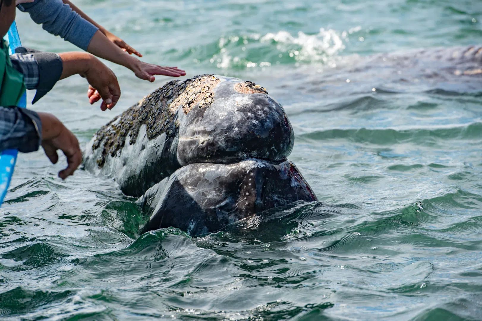 Gray Whales In Magdalena Bay (Private Tour) 2