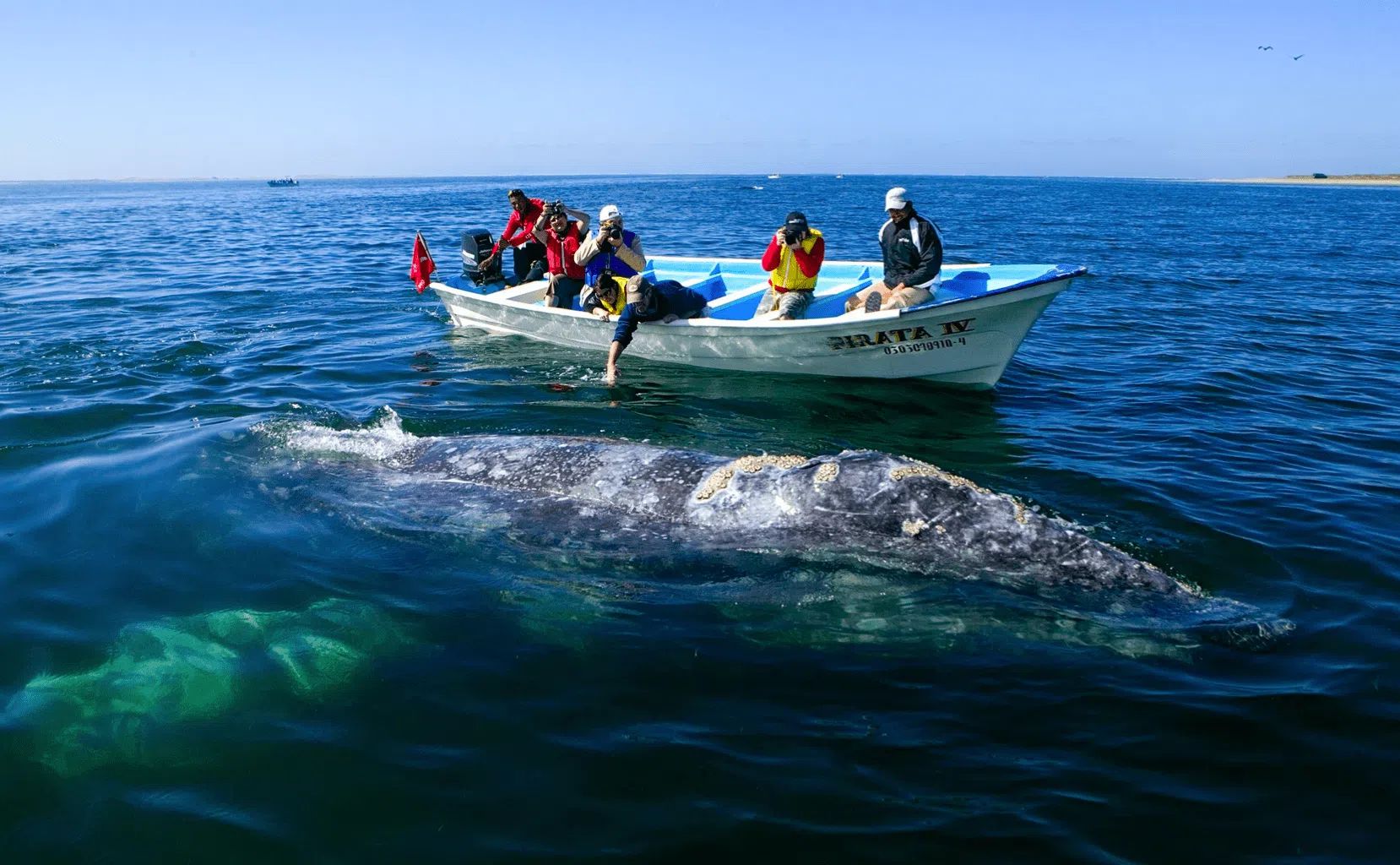 Gray Whales In Magdalena Bay (Private Tour) 6