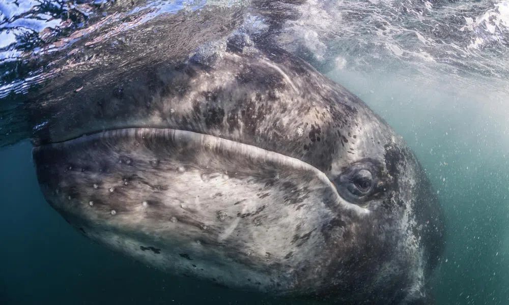 Gray Whales In Magdalena Bay (Private Tour) 4