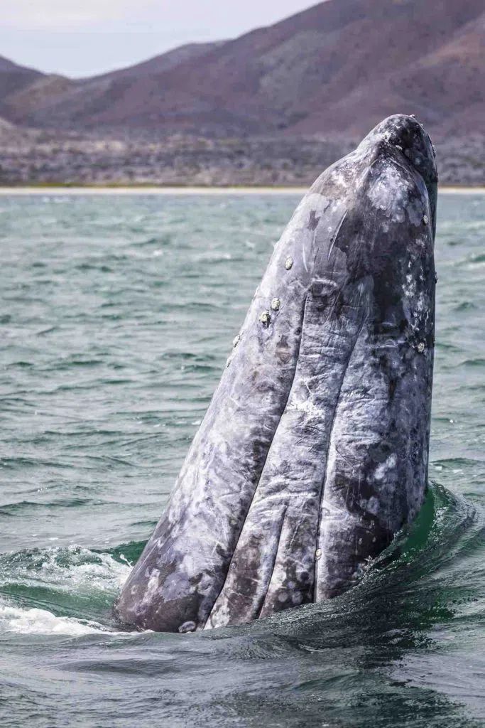 Gray Whales In Magdalena Bay (Private Tour) 5