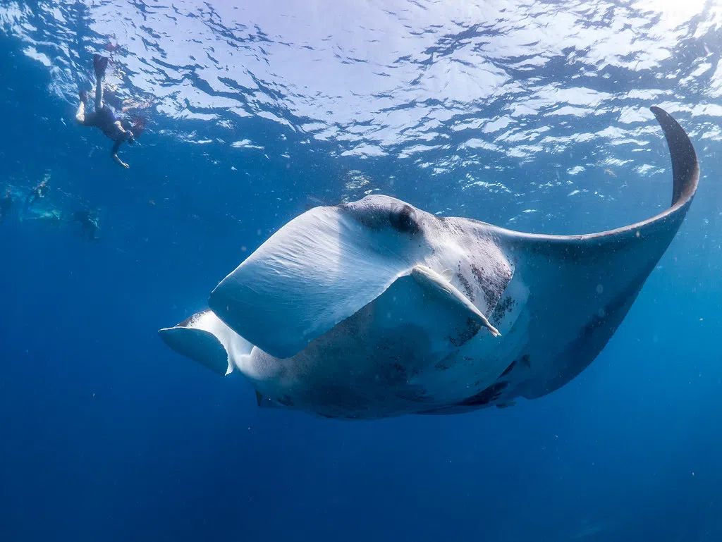 Nada Con Tiburones Ballena Desde Tulum 10