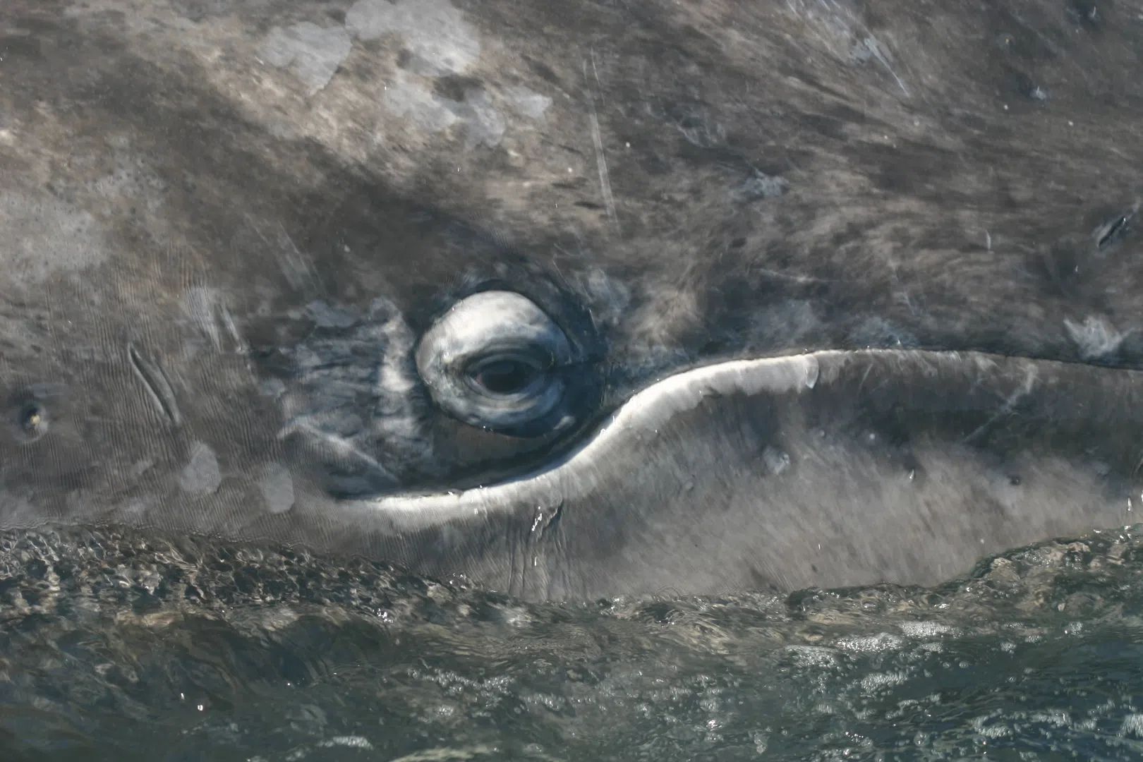 Gray Whales In Magdalena Bay (Private Tour) 3