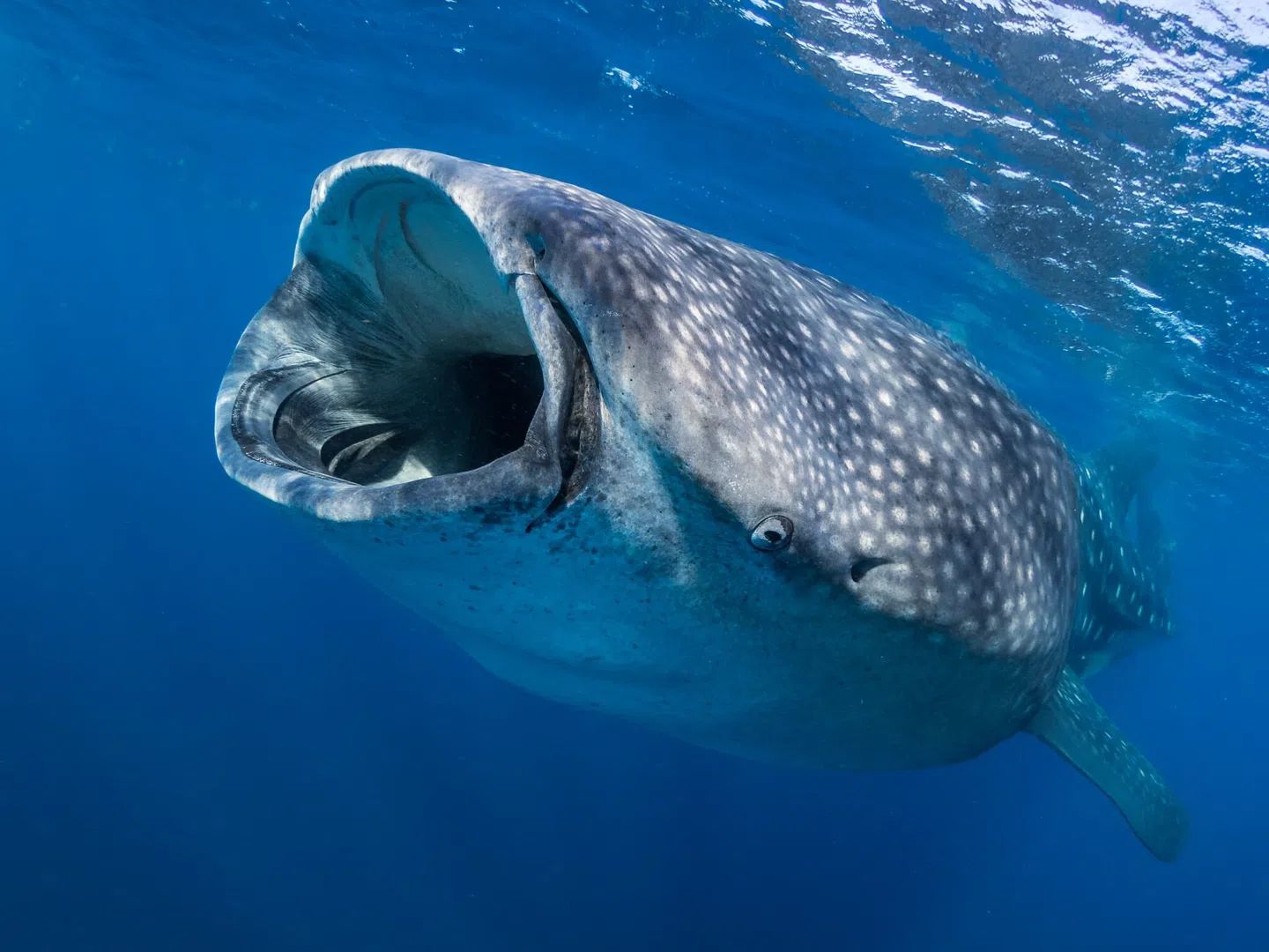 Nada Con Tiburones Ballena Desde Tulum 9