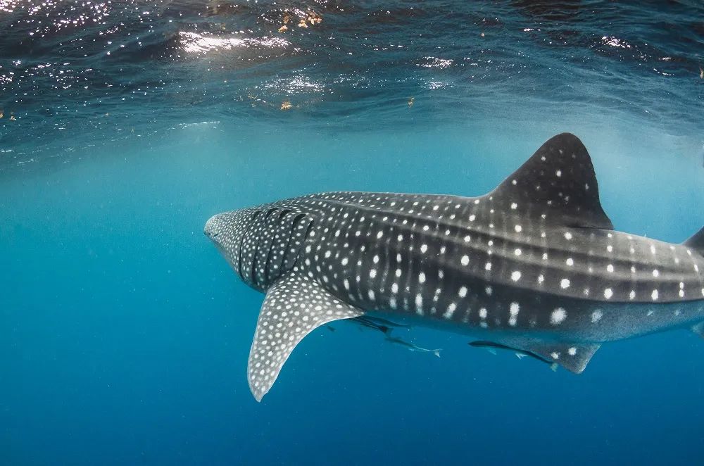 Nada Con Tiburones Ballena Desde Tulum 4