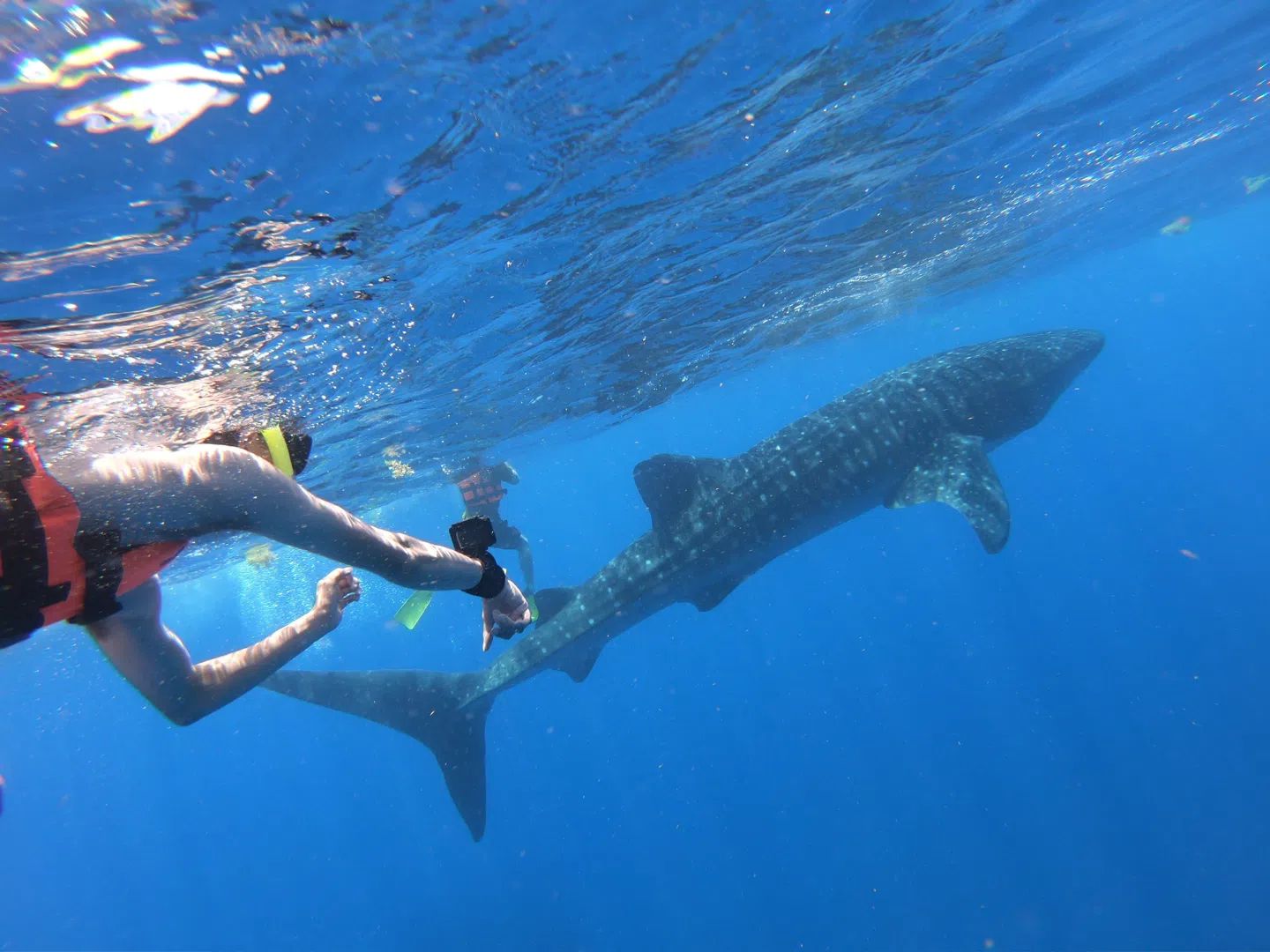 Nada Con Tiburones Ballena Desde Tulum 8