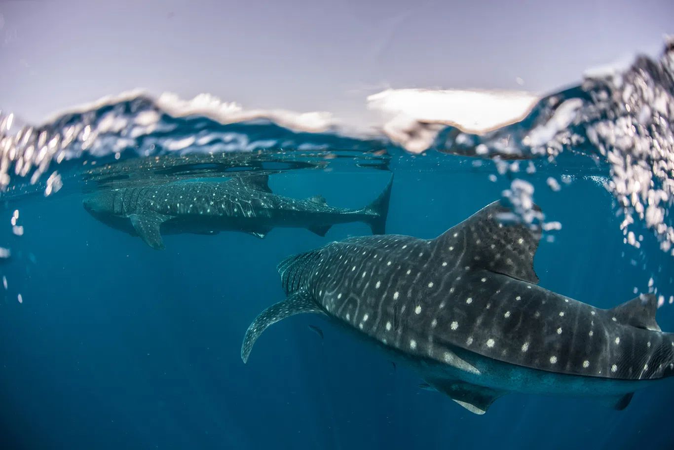 Nada Con Tiburones Ballena Desde Tulum 7