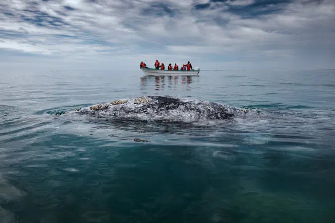 Gray Whales In Magdalena Bay (Private Tour)