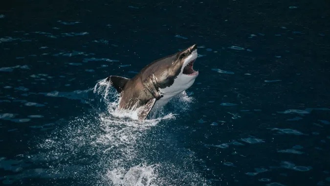 Guadalupe Great White Sharks - Solmar V